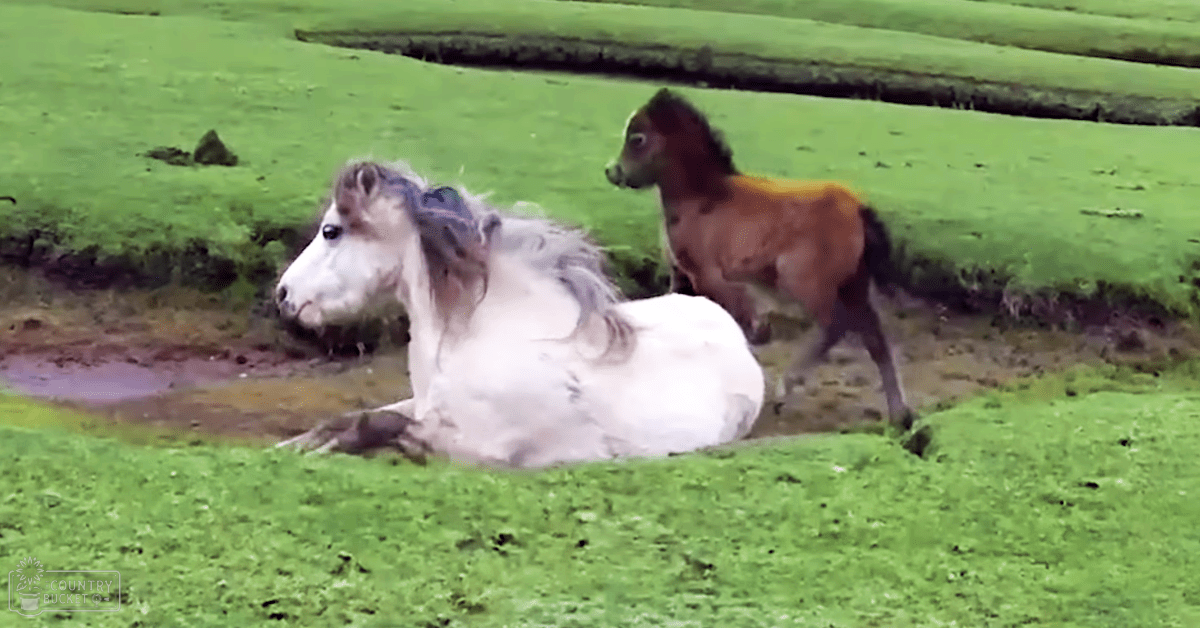 A white horse with gray markings lying down on a grassy field near a brown foal, surrounded by greenery and open rural scenery in spring or summer under bright daylight.