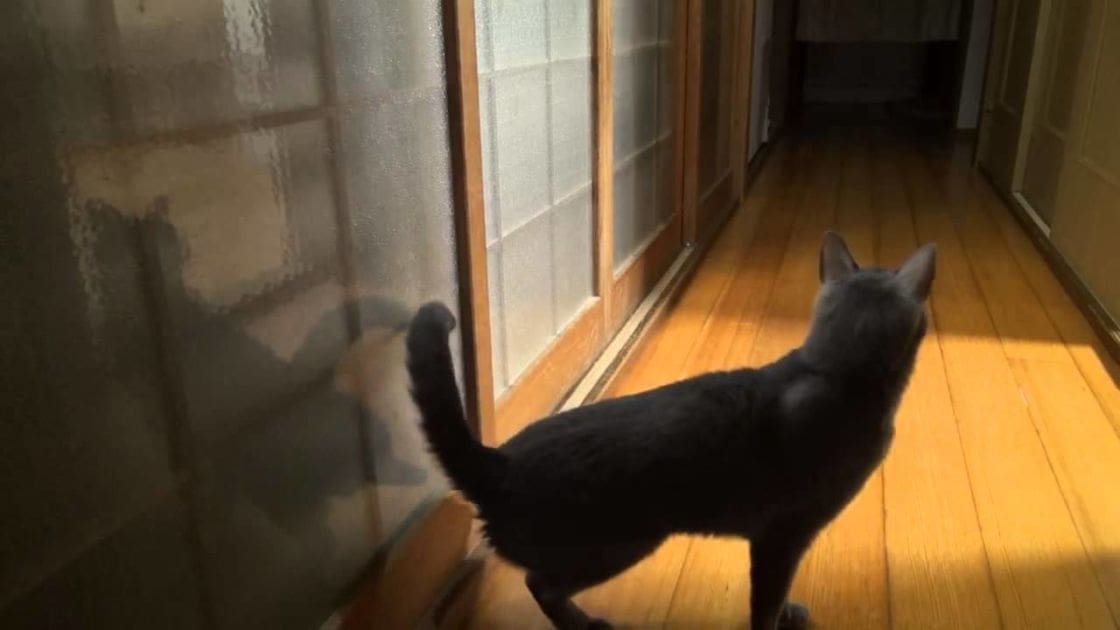 A black cat stands on a wooden floor, gazing out of a sliding glass door with frosted glass panels in an indoor hallway under construction.
