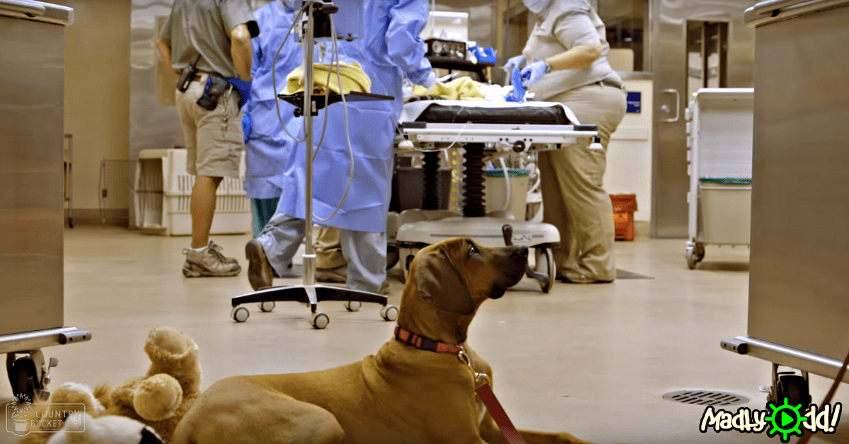 An adult male dog in a tan coat, accompanied by veterinary staff in blue scrubs within an animal hospital setting filled with medical equipment and neutral-toned furniture.