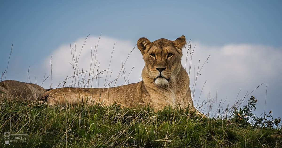 A lioness with a light brown coat and white underbelly stands in a savanna landscape under a clear blue sky.