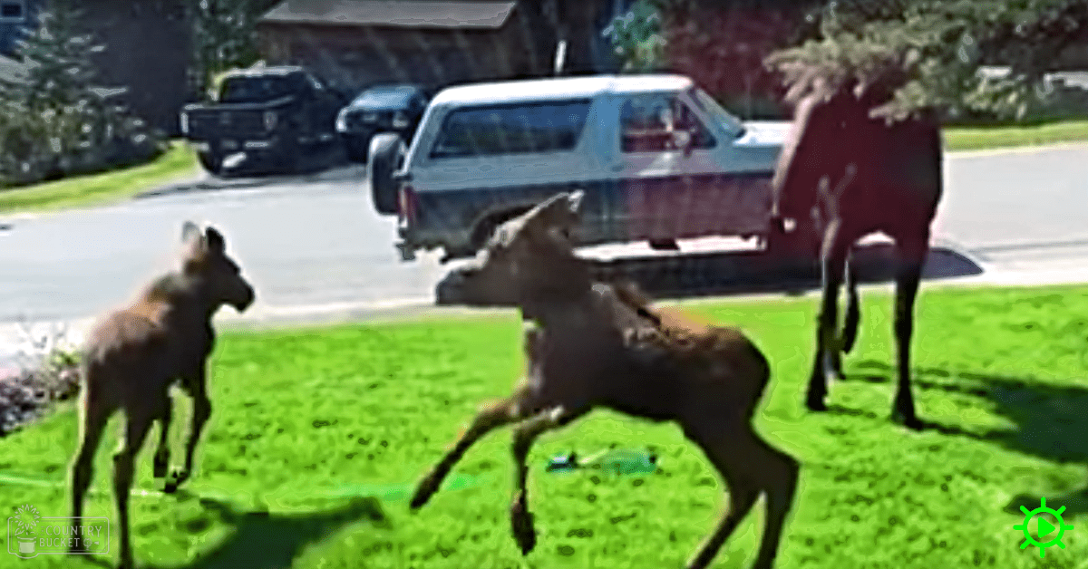 Juvenile to adult deer with brown coats and white spots in a suburban neighborhood during daytime, spring or summer setting