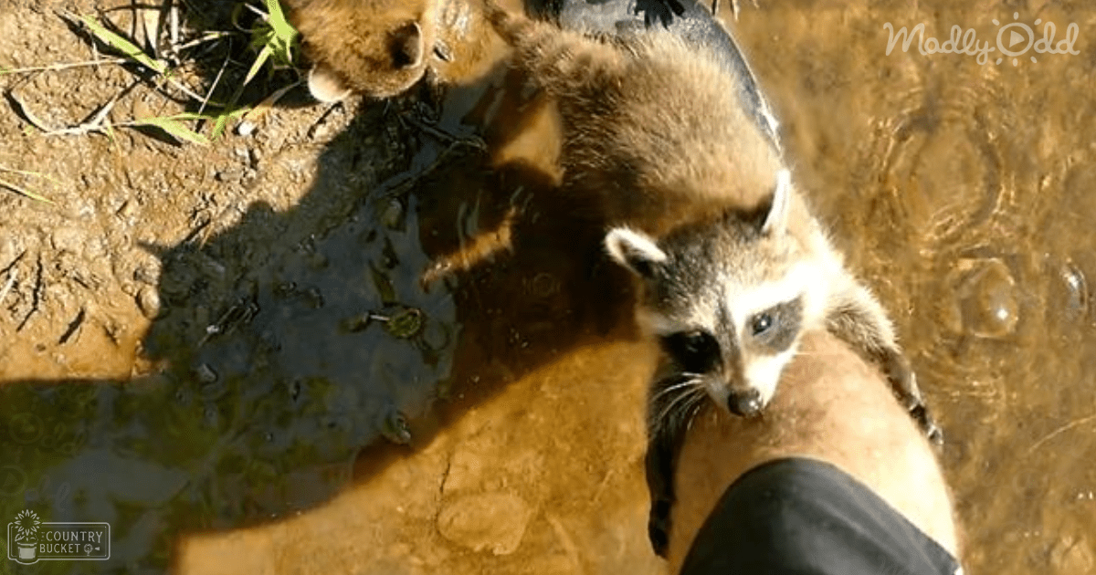 A raccoon with brown fur and black markings near muddy ground, possibly in late afternoon sunlight.