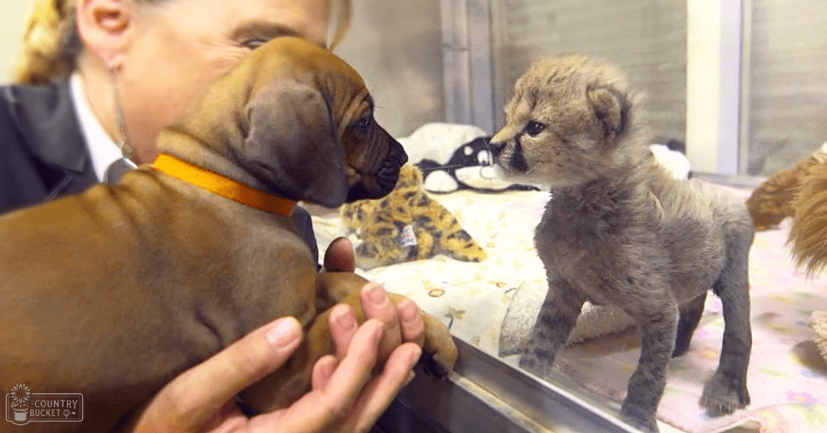 A baby lion cub interacts with a young puppy in an indoor setting, separated by a glass barrier. The environment suggests a controlled animal care facility or zoo.