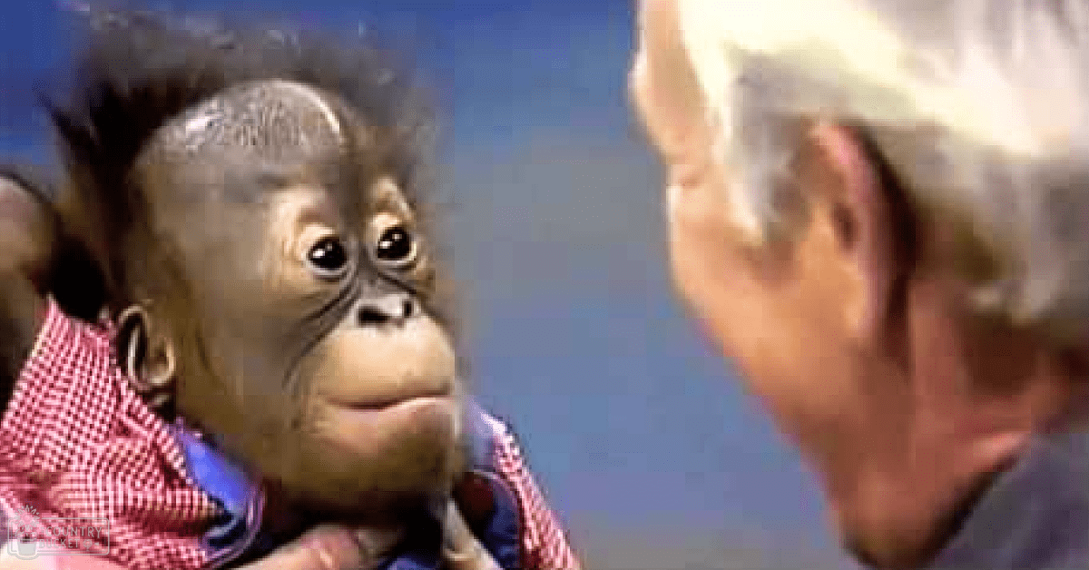 A juvenile orangutan with dark fur, held by an older adult male in a light-colored shirt and patterned scarf, outdoors on a sunny day.