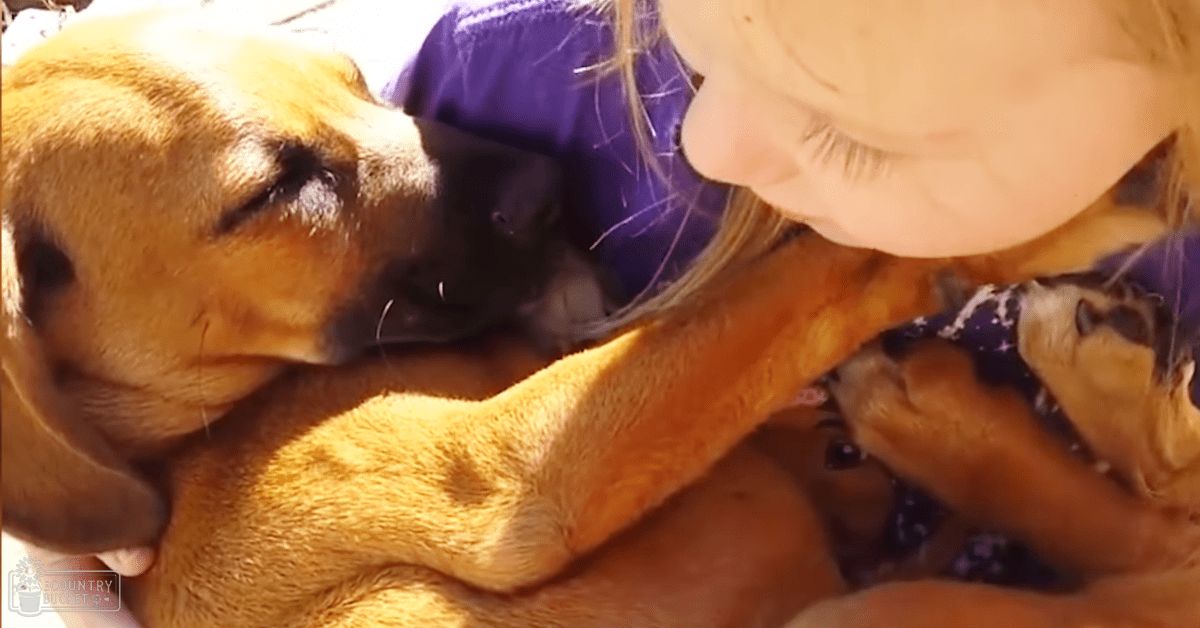 A Rhodesian Ridgeback puppy with closed eyes, resting outdoors in natural light.