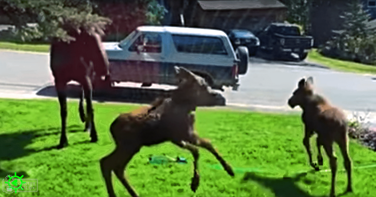 Three moose in a suburban neighborhood, with an adult and two smaller ones amidst green grass and parked vehicles on a sunny day.