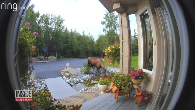 A moose with brown fur stands amidst a residential neighborhood with potted flowers, small animal statues, and decorative items on a wooden deck with hanging baskets of colorful flowers.