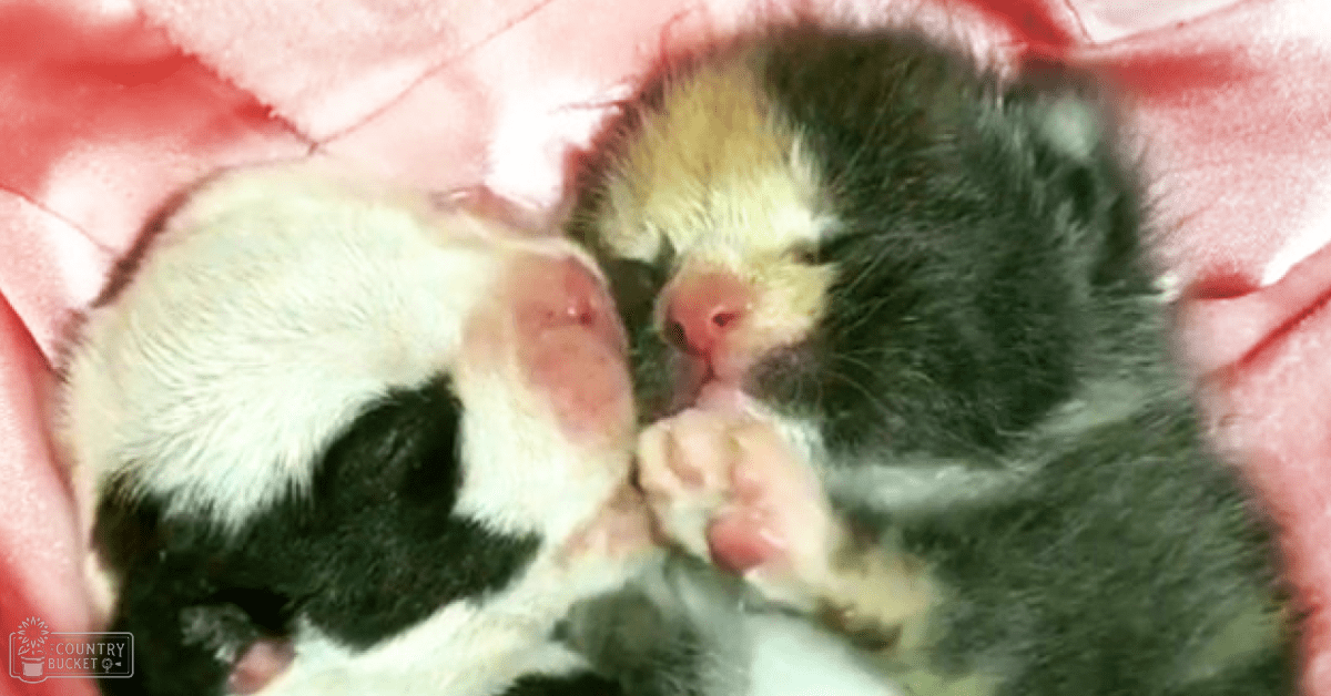 Two kittens with distinct coat patterns: one predominantly white with black patches, another greenish-black with lighter markings on face and paws; setting appears to be indoors on a pink fabric, possibly a bed or blanket.