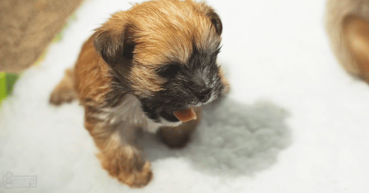 A young Border Terrier puppy with a mix of brown and black fur sits indoors on a white surface, likely natural daylight.