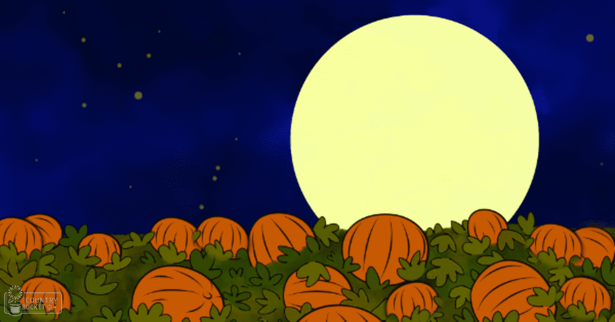 Field of pumpkins under a full moon at night, autumnal scene with orange and green hues against starry sky