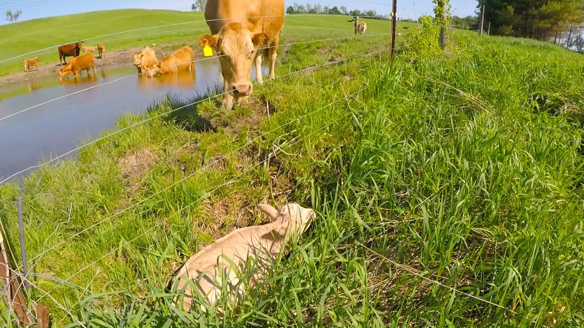 A light brown calf lying on a grassy field with other cows grazing near a small pond surrounded by trees and fencing, indicating a rural pasture during spring or summer.