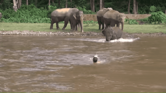 An adult male wearing dark swimwear swimming near elephants on a riverbank surrounded by trees in an outdoor setting with natural light, likely spring or summer.