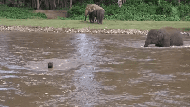 Two elephants, one adult with a darker coat and another lighter-colored juvenile or subadult, standing near a river amidst lush greenery under bright natural light in what appears to be a tropical or subtropical environment.