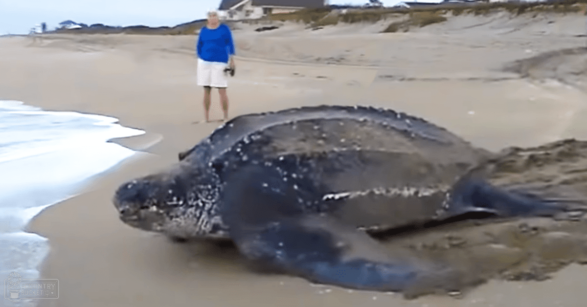 A leatherback sea turtle on a sandy beach with an older adult female holding binoculars. The scene includes dunes and structures in the background under overcast light.