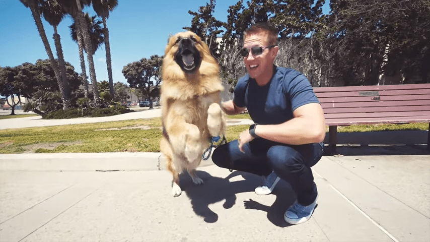 A middle-aged adult male wearing a dark blue T-shirt, jeans, and sunglasses interacts with a large breed dog, possibly a Leonberger, in an outdoor park setting with palm trees and clear blue skies.