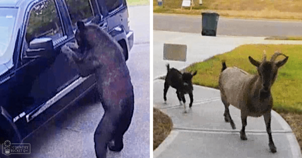 Two pygmy goats in an urban residential area, one adult and one juvenile, with dark gray and brown coats respectively. Residential neighborhood setting with sidewalks and greenery.