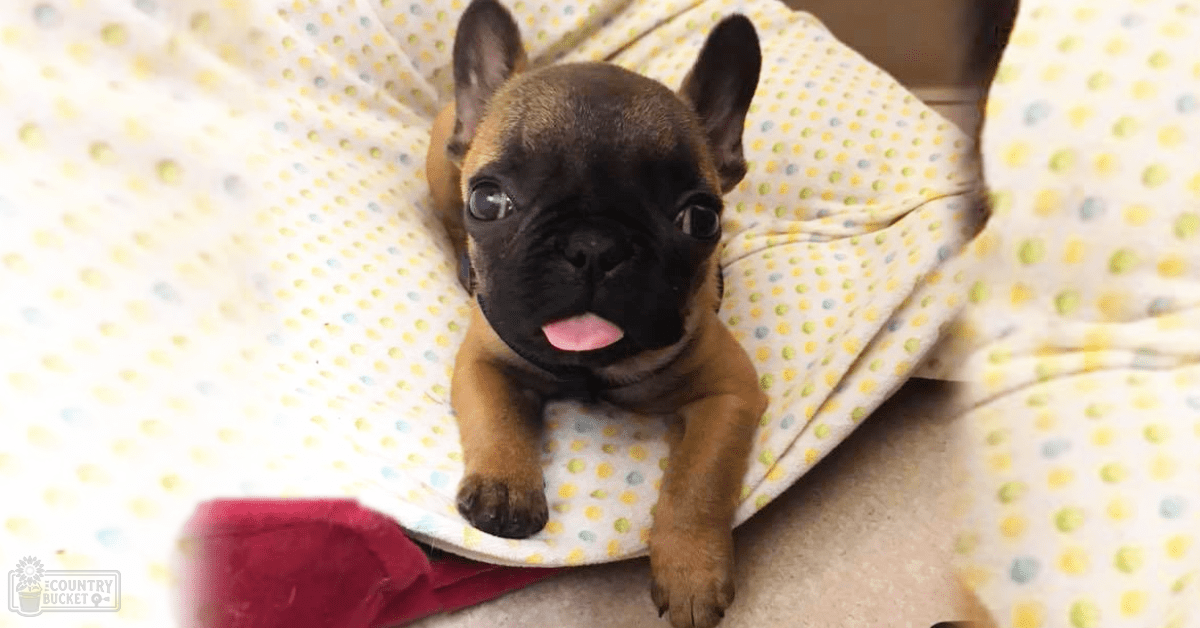 A French Bulldog puppy with fawn and black markings sits on a patterned yellow-dot blanket indoors.