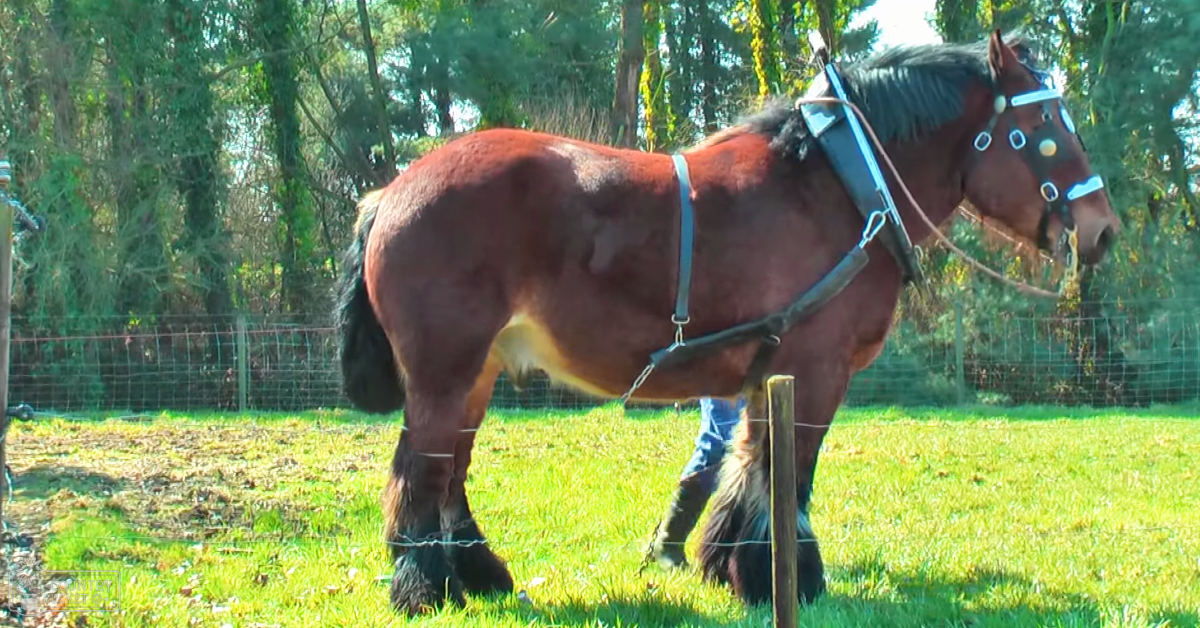 A dark brown horse with a black mane and tail, wearing a harness and chains in an outdoor pasture enclosed by a wire fence, surrounded by trees under daytime light suggesting spring or summer.