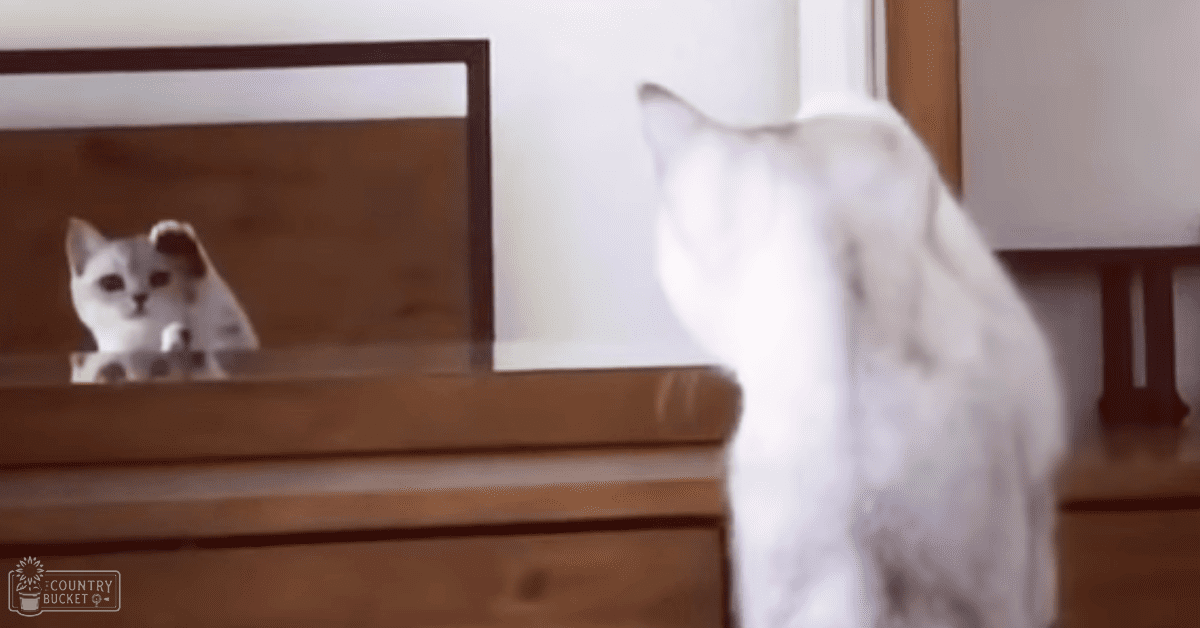A white cat with dark markings on its ears and face, situated indoors in a home setting with soft natural lighting.