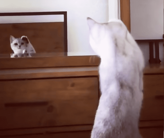 A white cat with a patterned marking on its back, indoors in what appears to be a bedroom setting. Daylight illuminates the scene.