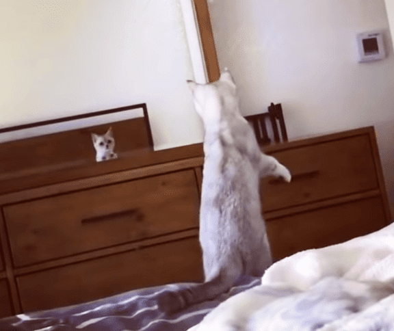 A white cat with gray markings in a bedroom setting, natural daylight illuminating the scene.
