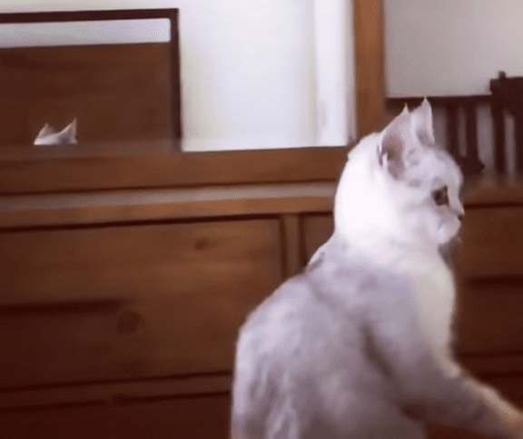 A fluffy white cat sits indoors on a wooden dresser next to a paper boat, with natural light filtering through a partially covered window.