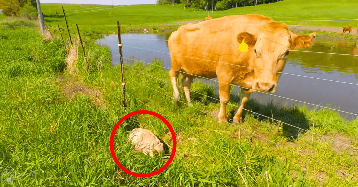 A Holstein cow with light brown coat and white markings lies down in a lush green rural pasture with a small body of water and trees indicating spring or summer daylight.