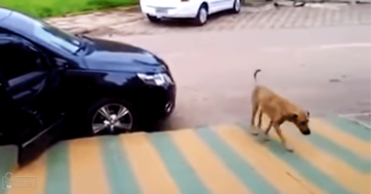 A light brown adult breed dog in an urban street setting with a black car and white vehicle visible, daytime late afternoon scene.