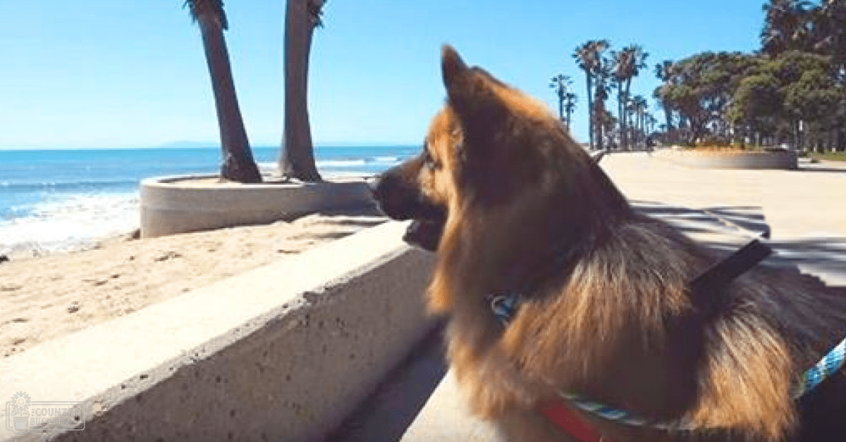 A German Shepherd dog with an adult coat color of brown and black, wearing a harness and red collar, set against a backdrop of palm trees on a sunny beach.