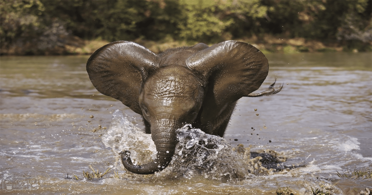 African elephant calf with large ears and a trunk partially submerged in a natural river setting during late afternoon.