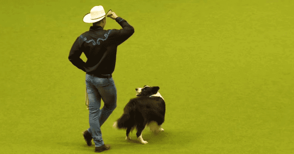 Adult male with Border Collie in indoor arena setting, holding whistle, wearing black shirt and blue jeans on green carpeted floor under artificial light.