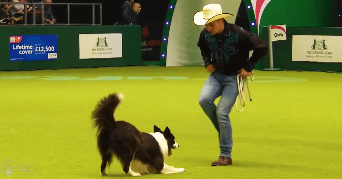 A handler and his Border Collie at Crufts in Birmingham, England during a winter or early spring day with green artificial turf flooring.