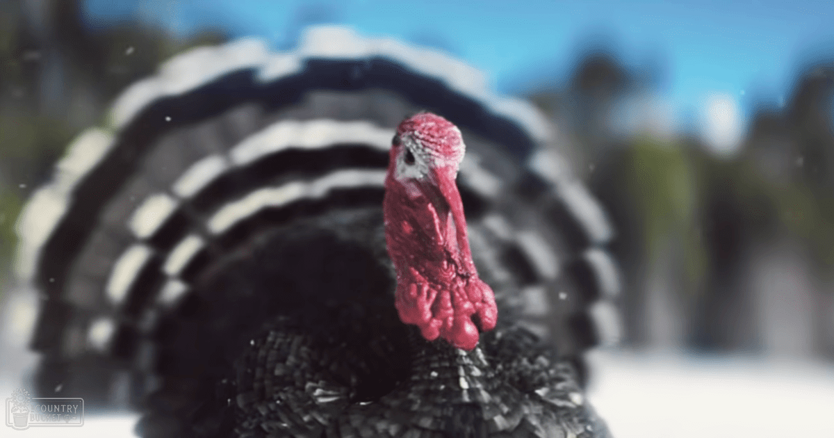 A mature turkey with black feathers, a red head and neck stands outdoors in winter on snow-covered ground under natural daylight.