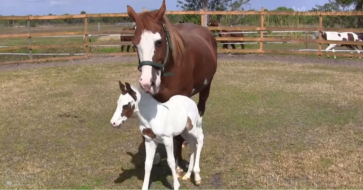 A mare and her foal standing in a wooden-fenced paddock with other horses grazing in the distance under clear skies during spring or summer.