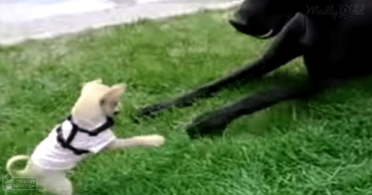 A small Chihuahua or similar breed puppy wearing a white shirt with black trim, outdoors on grassy area, possible pavement visible in the background