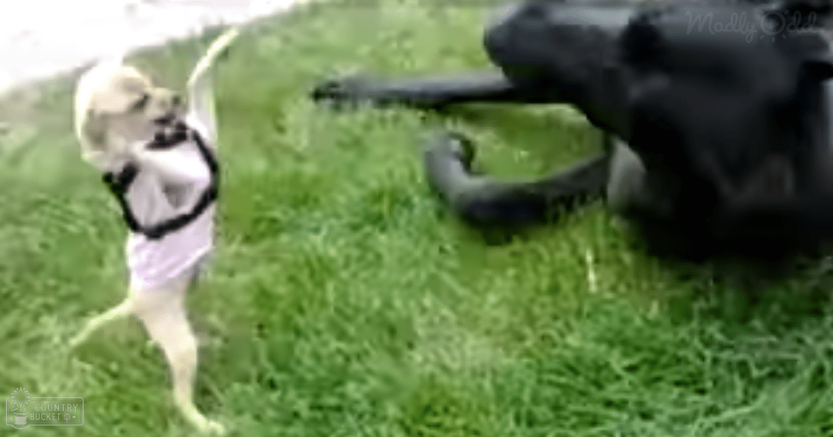 A small white Labrador Retriever or similar medium-sized retriever type with light-colored markings on its face and paws, outdoors in a grassy area during daytime.