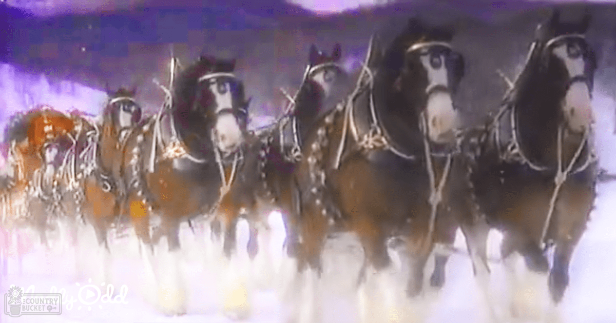 Six Clydesdale horses pulling a sleigh through snow-covered ground in an outdoor winter setting with diffused light, possibly early morning or late afternoon.