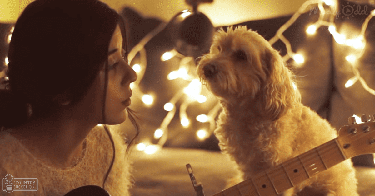 A young adult female wearing a light-colored, textured sweater with glasses on her head interacts with a Cocker Spaniel or similar breed dog in an indoor setting adorned with string lights and festive lighting. A guitar is partially visible, suggesting musical activity.