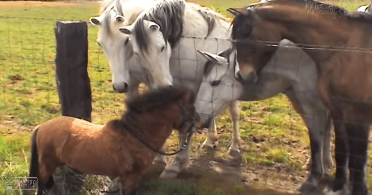 A group of horses in a spring or summer pasture enclosed by a wire fence; a foal with reddish-brown coat and darker mane, two adult horses: one white with gray markings, the other brown.