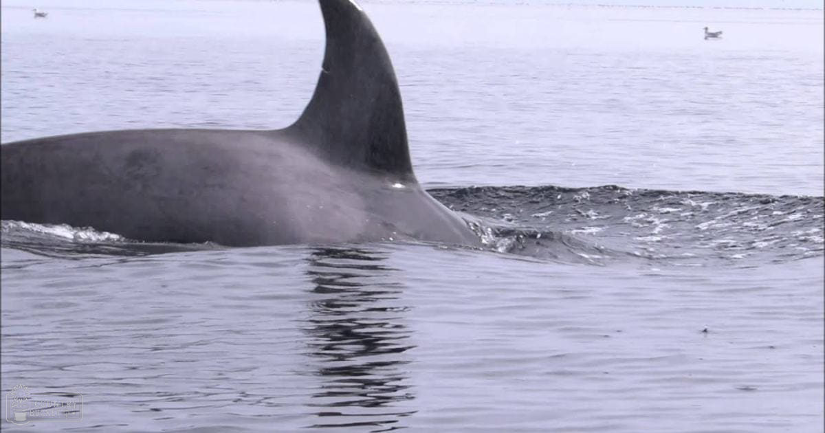 A dark gray whale with a visible dorsal fin in an open water setting on a calm day