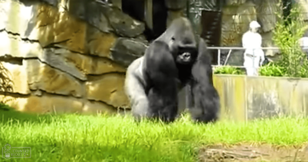 A dark gray/black gorilla stands within an enclosure at a zoo, surrounded by greenery and rocks under natural daylight.