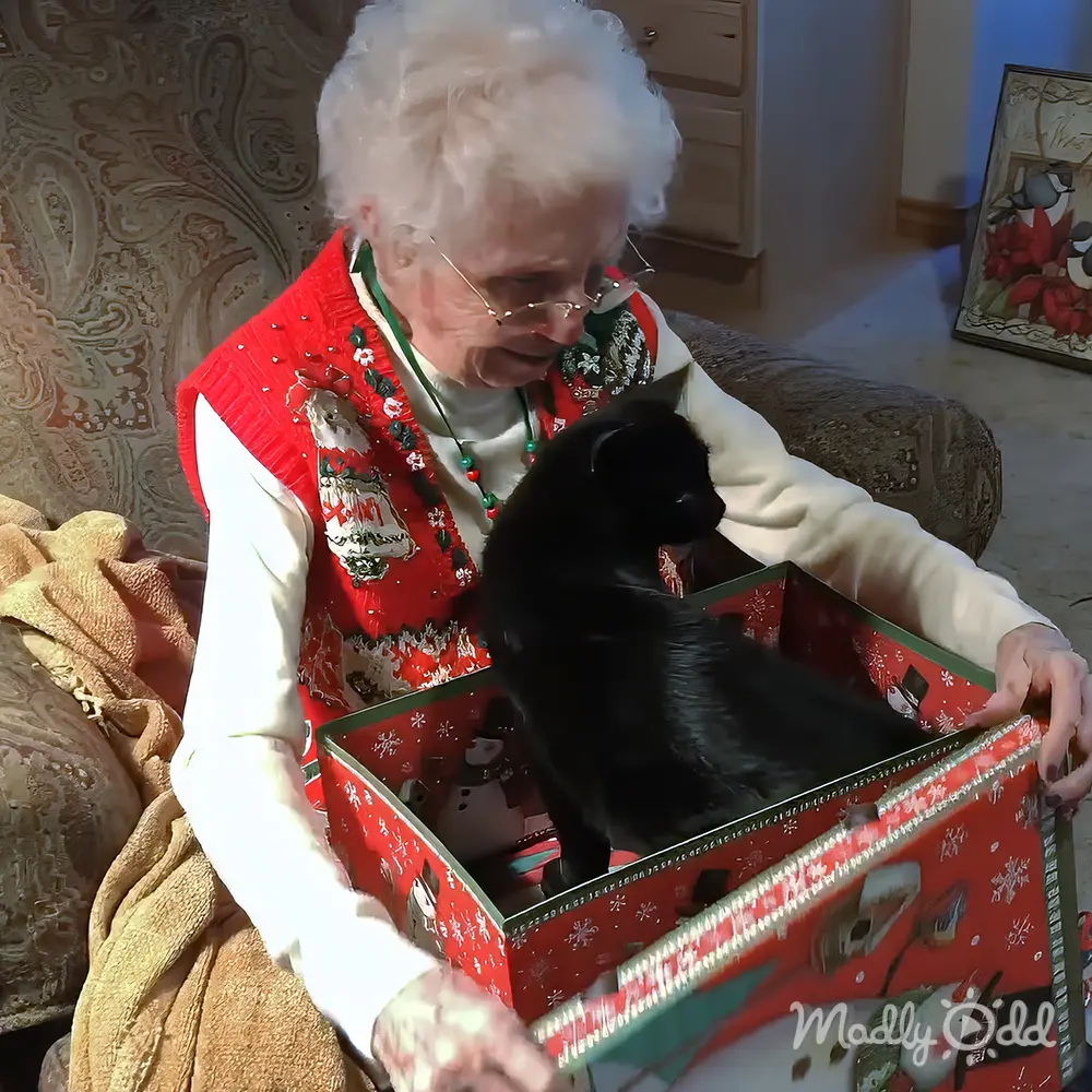 An older adult woman wearing a festive red sweater vest with holiday-themed patterns, holding a gift box containing a small black kitten in a cozy living room setting.