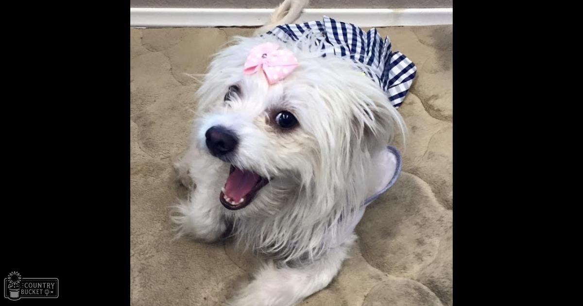 A small white dog with fluffy fur, adorned with a pink bow on its head and a checkered fabric around its neck, standing indoors.