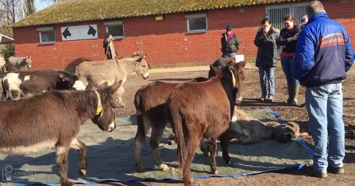 Several donkeys in an outdoor farm setting with a red-brick building and thatched roof, greenery around, spring or summer season, daytime light
