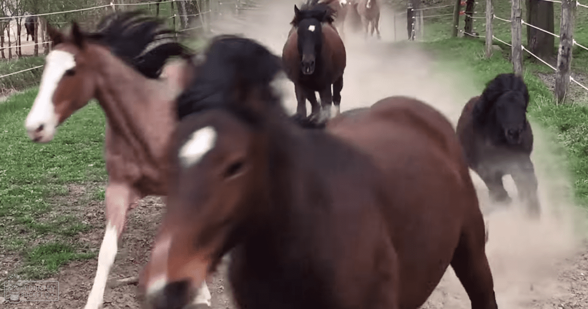 A group of domesticated horses in a rural outdoor paddock with wooden posts and wire fencing, suggesting spring or summer due to greenery and lack of snow.