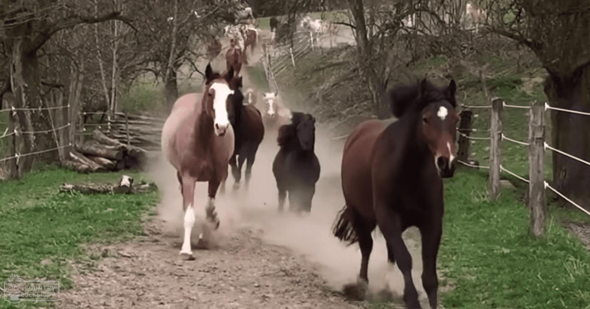 A group of horses running freely in a rural outdoor setting with lush greenery and dirt paths under bright daylight.