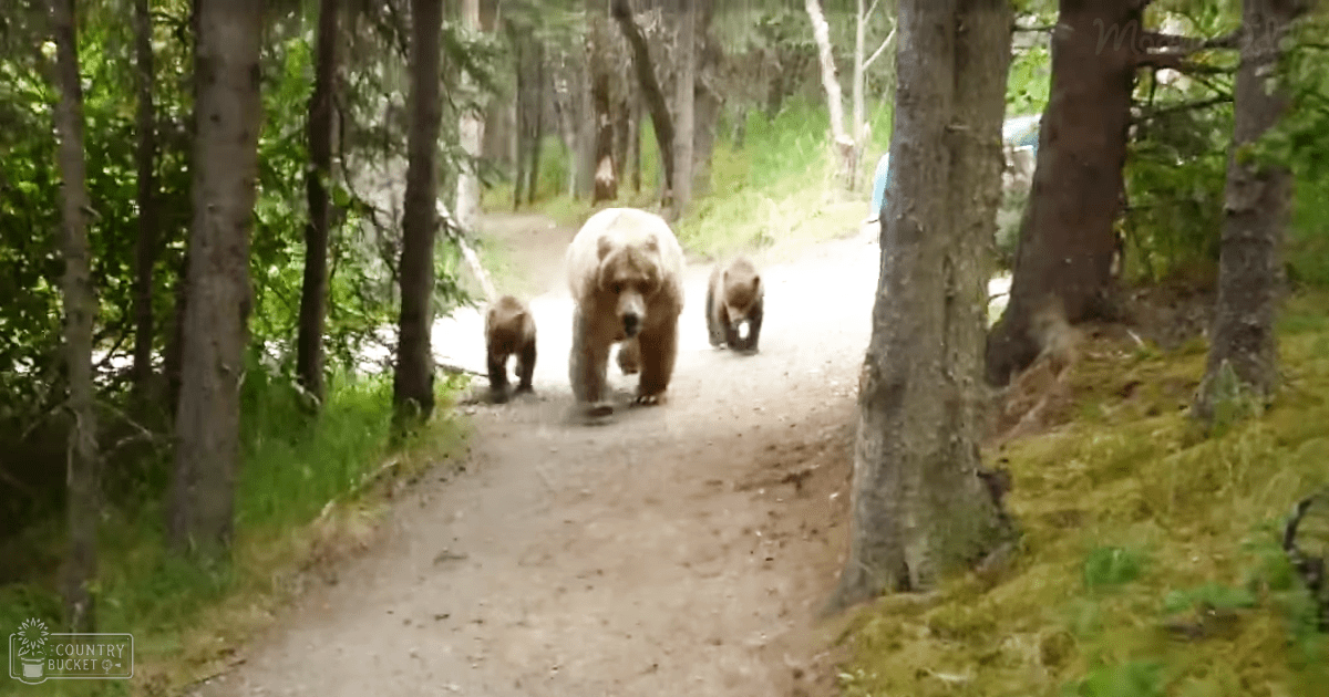 Three brown bears with light-colored fur walking down a forest path during daytime, surrounded by tall trees and green foliage.
