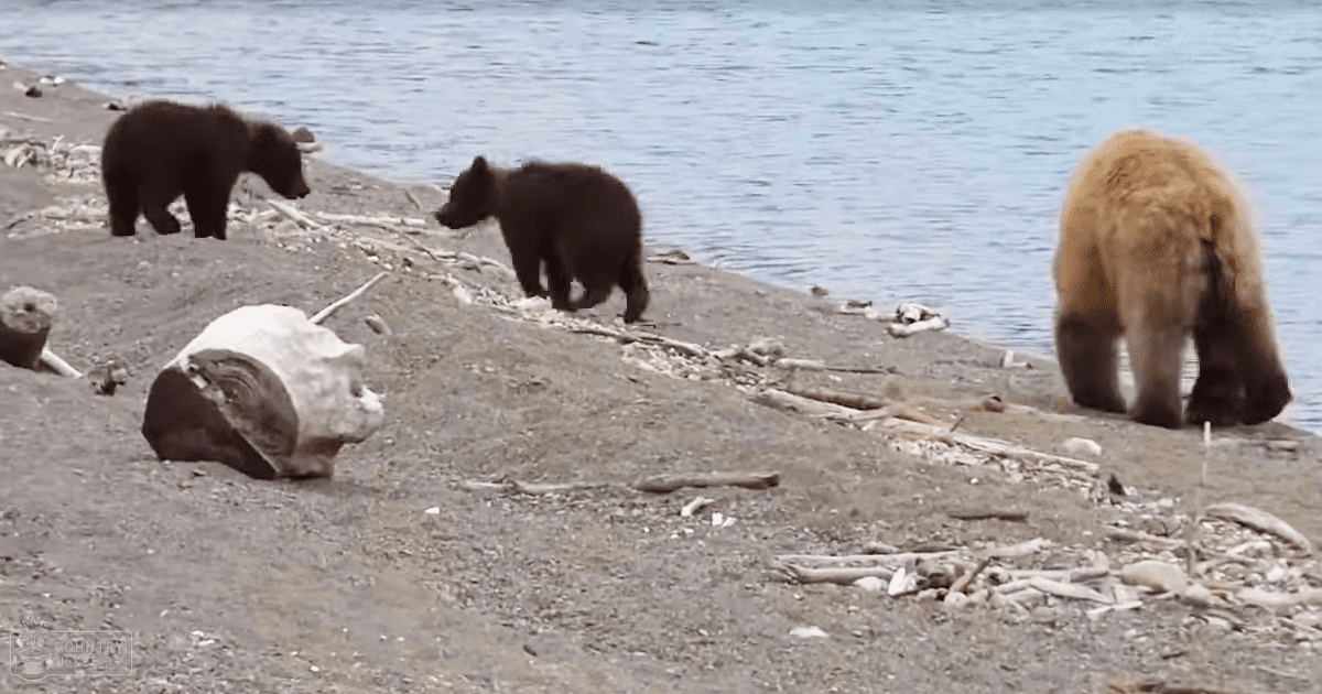 Two black bear cubs and an adult brown bear near a sandy riverbank with scattered driftwood and shells, calm water in the background during spring or summer.