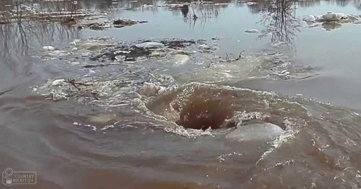 An adult breed dog swimming actively in a pond or lake with snow patches along the edges during spring or early summer, under bright daylight