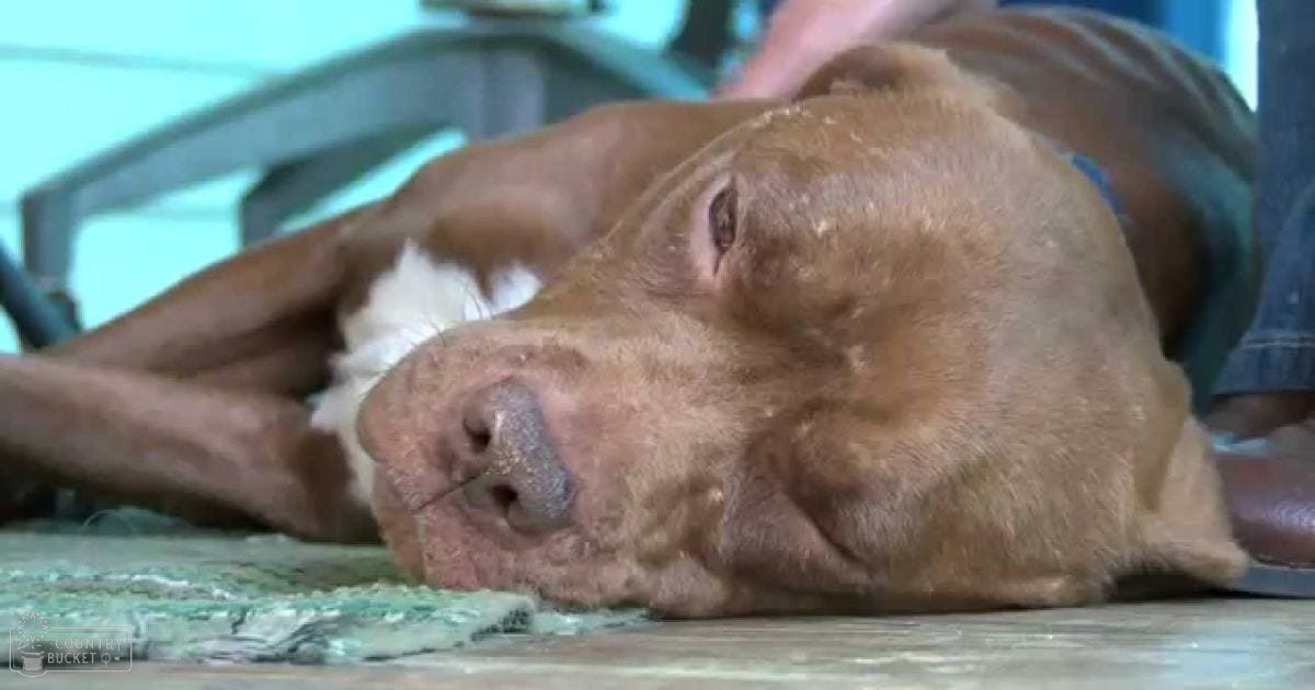 A light brown, white-marked dog lying on a patterned rug with green and white colors indoors.